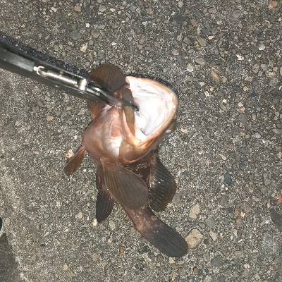 足元でくってきました