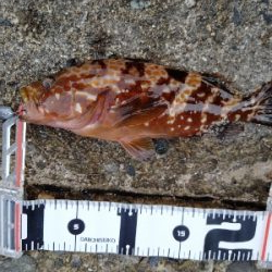 久美浜　アオリイカ、根魚遠征