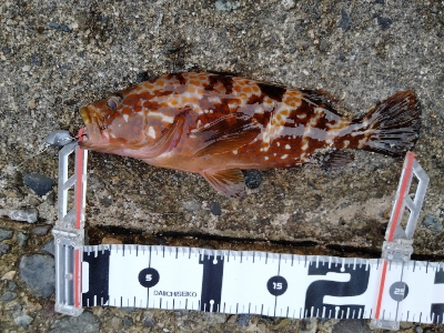 久美浜　アオリイカ、根魚遠征