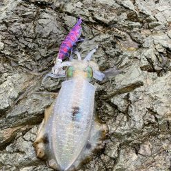 雨と風の中エギング