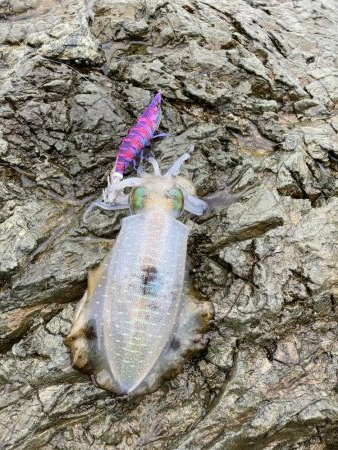 雨と風の中エギング