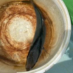 津島でライトジギング