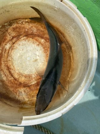 津島でライトジギング