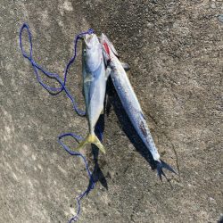 デカイのフッキングしなかった。