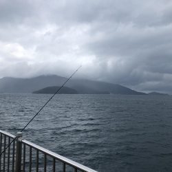 帰ってきたサゴシ