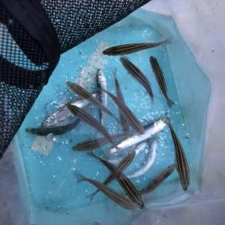 イワシっ子少なめうりぼうちょいまし