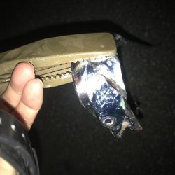 夕マズメの太刀魚釣り