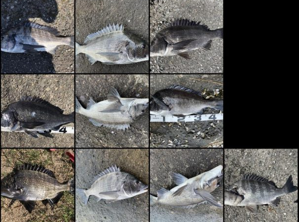 イチノ兄弟、釣果!