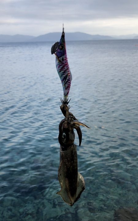 タダ巻き感謝DAY