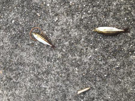 うりぼうたらけその２