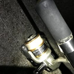 良型太刀魚、青物ボウズ