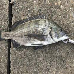 激シブの中、なんとかチヌ1枚