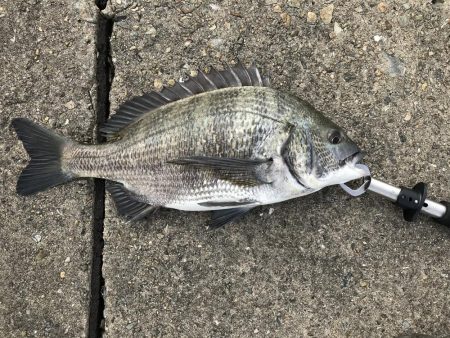 激シブの中、なんとかチヌ1枚