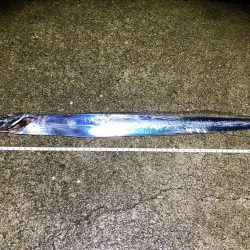 はじめての太刀魚