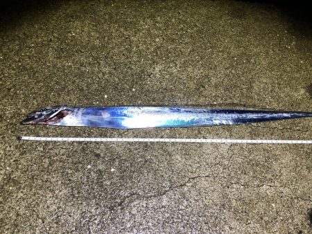 はじめての太刀魚