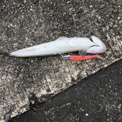 雨上がりは渋い。