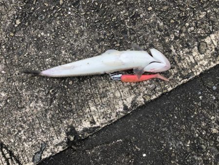 雨上がりは渋い。