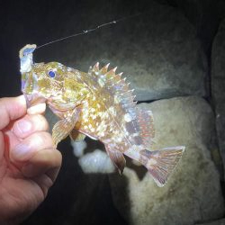 太刀魚撃沈　根魚爆釣
