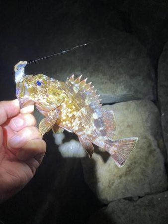 太刀魚撃沈　根魚爆釣