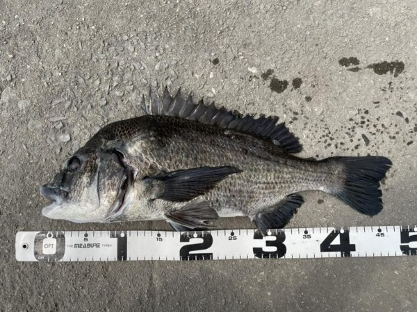 イチノ兄弟、釣果！