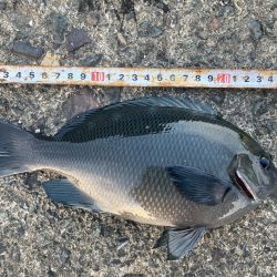 ダンゴでシオ！