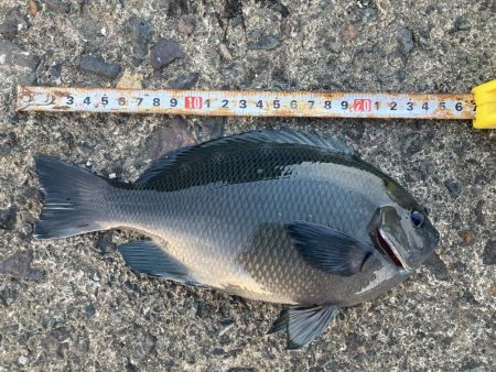 ダンゴでシオ！