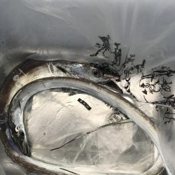 朝マズメの太刀魚釣り