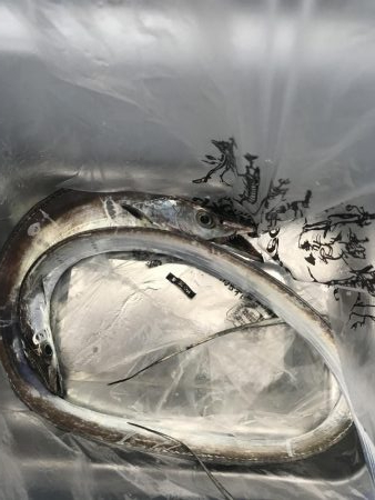 朝マズメの太刀魚釣り
