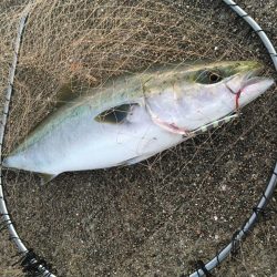 ミドル級ナイスファイター