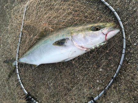 ミドル級ナイスファイター