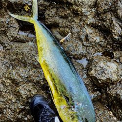 ヒラマサちゃうんかーい