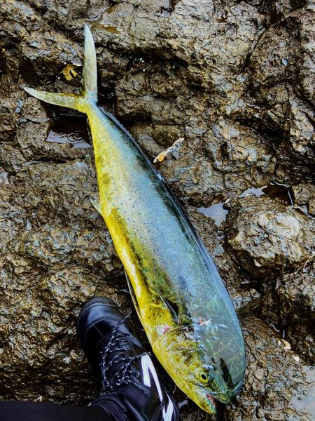 ヒラマサちゃうんかーい