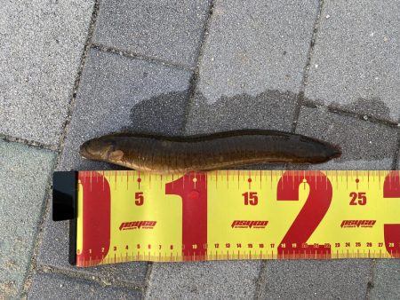 小さな岩の隙間を探っていくと…