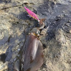 9月前半並へサイズダウン