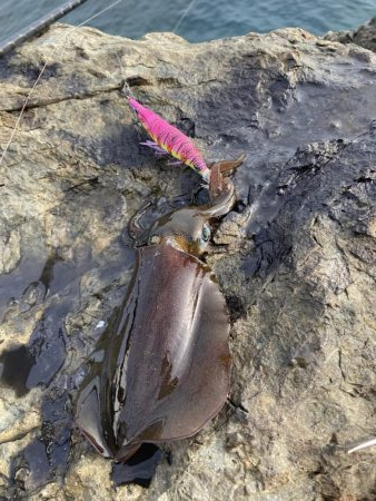 9月前半並へサイズダウン