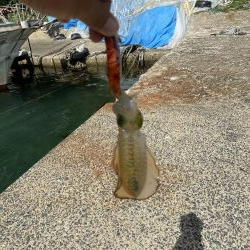 アオリ新子遊び