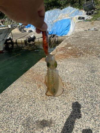 アオリ新子遊び