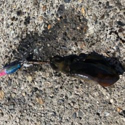 アオリイカエギング