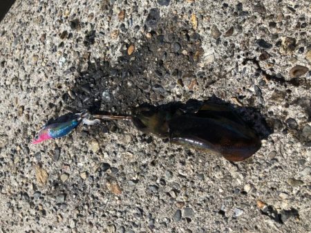 アオリイカエギング