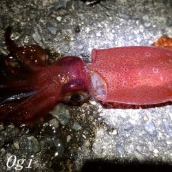 ケンサキイカエギング！