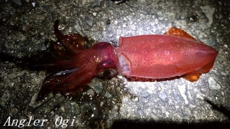 ケンサキイカエギング！