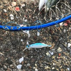 今日はトップで