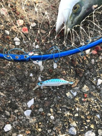 今日はトップで