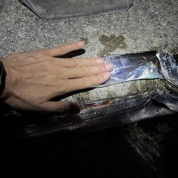 リベンジタチウオ