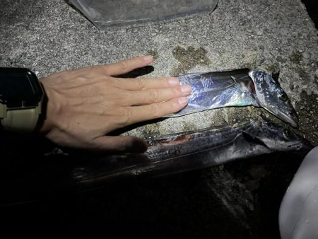 リベンジタチウオ