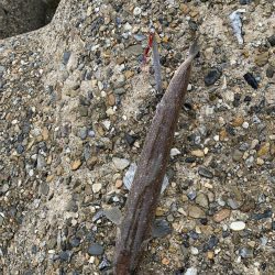 えーそ！エソ‼︎