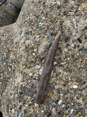 えーそ！エソ‼︎