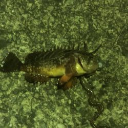 ガシラ請負いました。