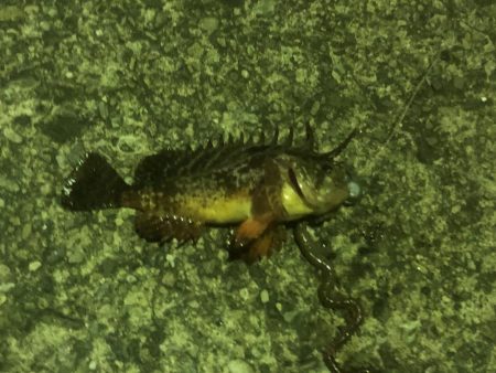 ガシラ請負いました。