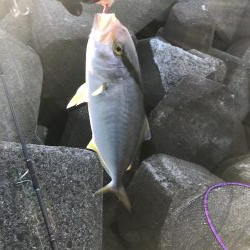 今日は、シオの日